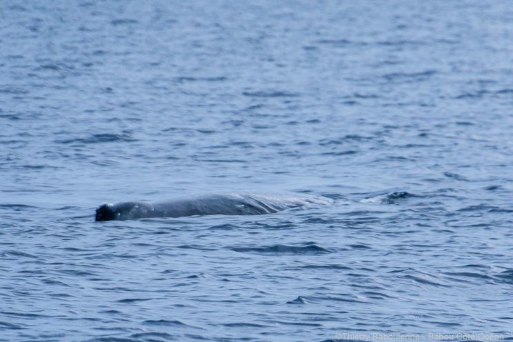 Baleine à Hienghene - Nouvelle Calédonie - Babou Plongée