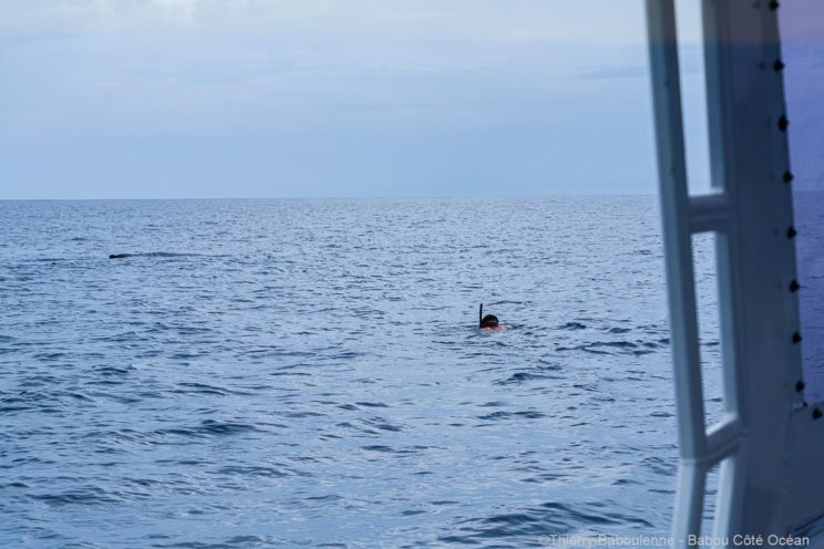 Baleine à Hienghene - Nouvelle Calédonie - Babou Plongée