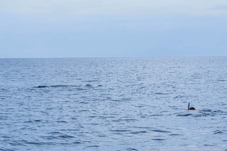 Baleine à Hienghene - Nouvelle Calédonie - Babou Plongée