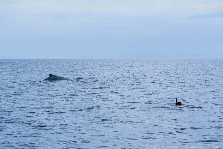 Baleine à Hienghene - Nouvelle Calédonie - Babou Plongée