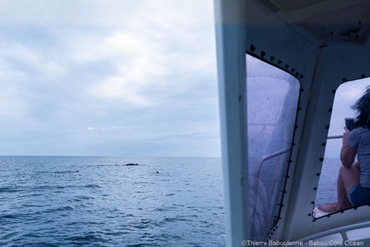 Baleine à Hienghene - Nouvelle Calédonie - Babou Plongée