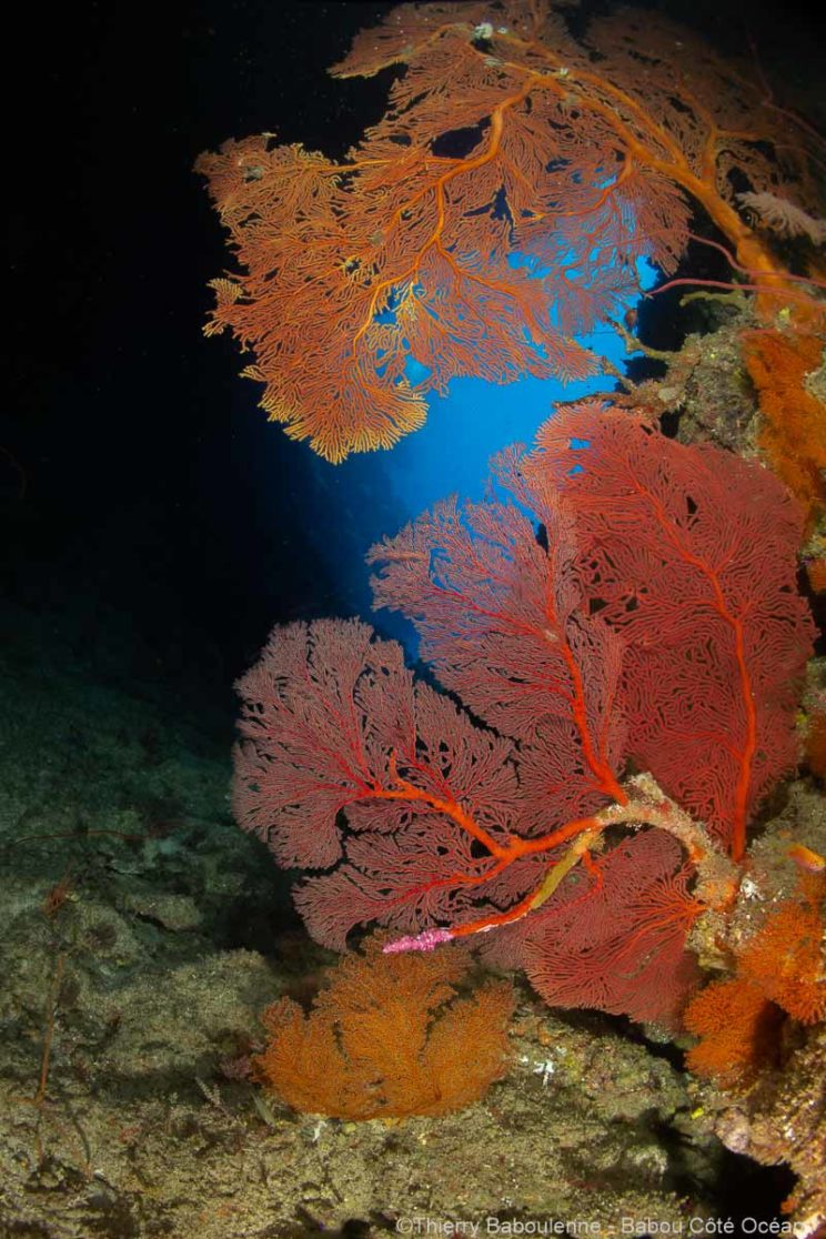 Plonge a Hienghene en Nouvelle Caledonie - Babou Cote Ocean