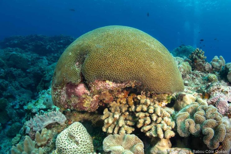 Plonge a Hienghene en Nouvelle Caledonie - Babou Cote Ocean