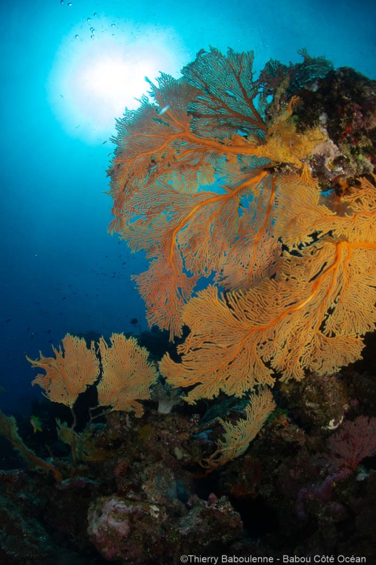 Plonge a Hienghene en Nouvelle Caledonie - Babou Cote Ocean