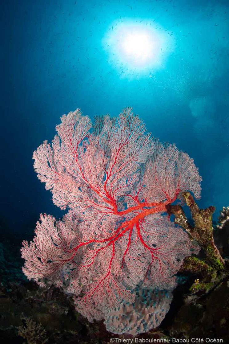 Plonge a Hienghene en Nouvelle Caledonie - Babou Cote Ocean