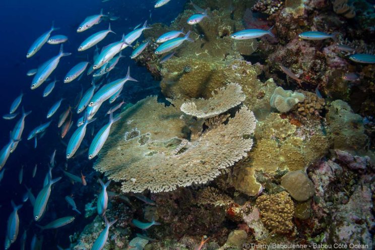 Plonge a Hienghene en Nouvelle Caledonie - Babou Cote Ocean