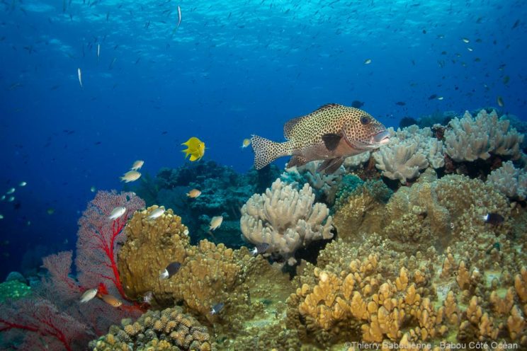 Plonge a Hienghene en Nouvelle Caledonie - Babou Cote Ocean