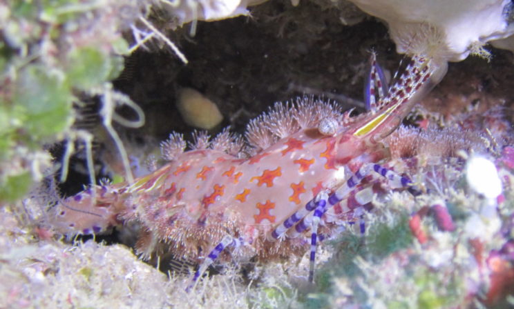 Crevette Bariolée - Saron marmoratus - Photo : Mickaël Le Gall