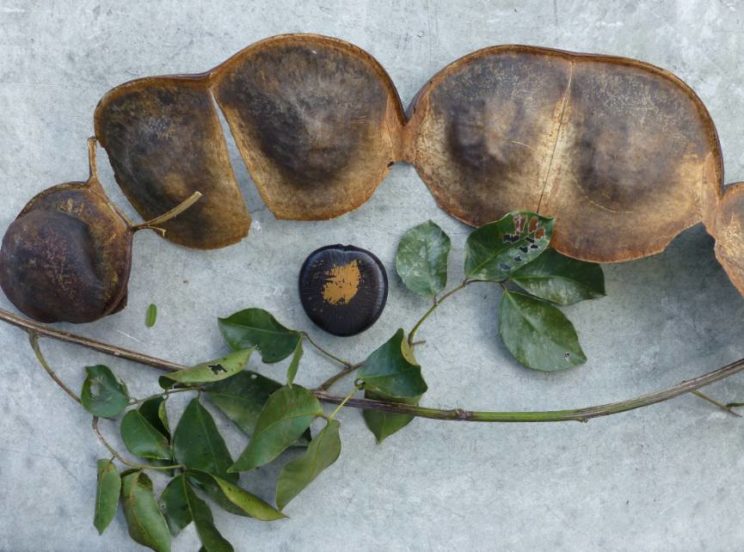 Entada phaseoloides