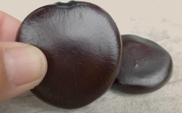 Entada phaseoloides
