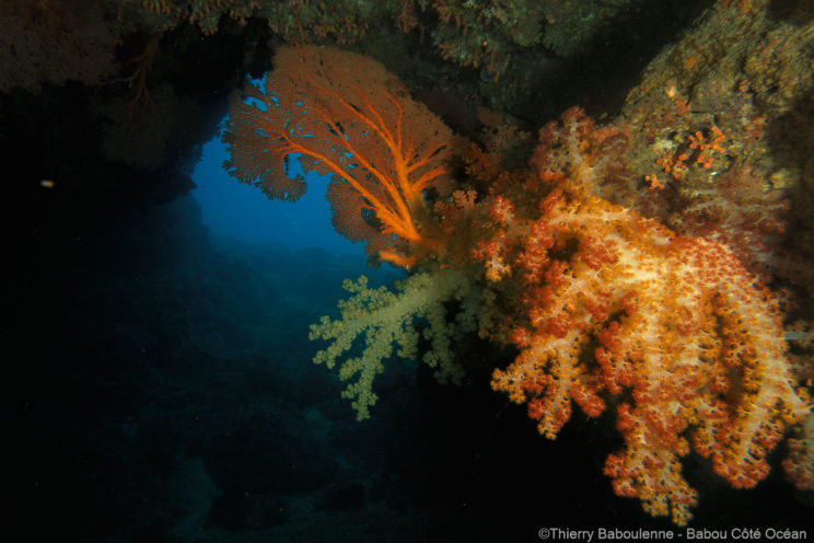 Alcyonnaires - Sites de plongée de Hienghène - Babou Côté Océan