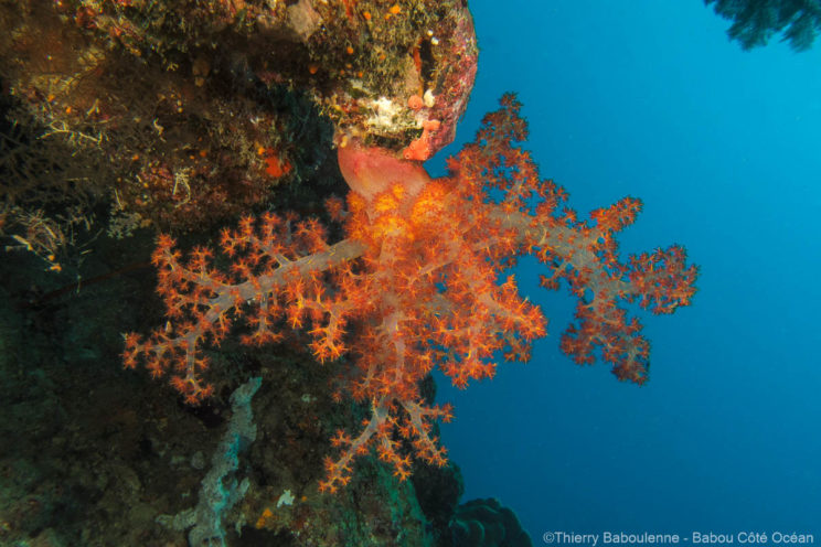 Alcyonnaires - Sites de plongée de Hienghène - Babou Côté Océan