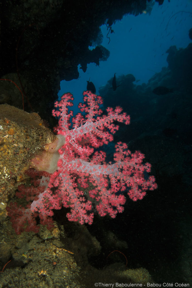 Alcyonnaires - Sites de plongée de Hienghène - Babou Côté Océan