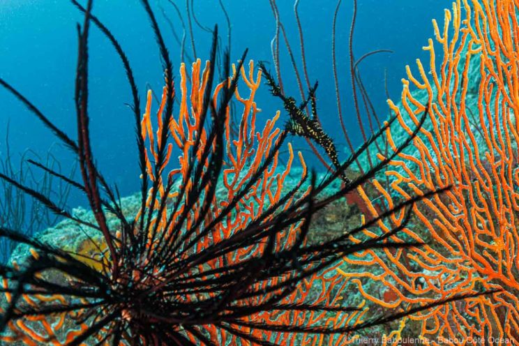 Poissons fantôme qui nage à côté d'une crinoïde noire sur le site de plongée Tidwan à Hienghène.