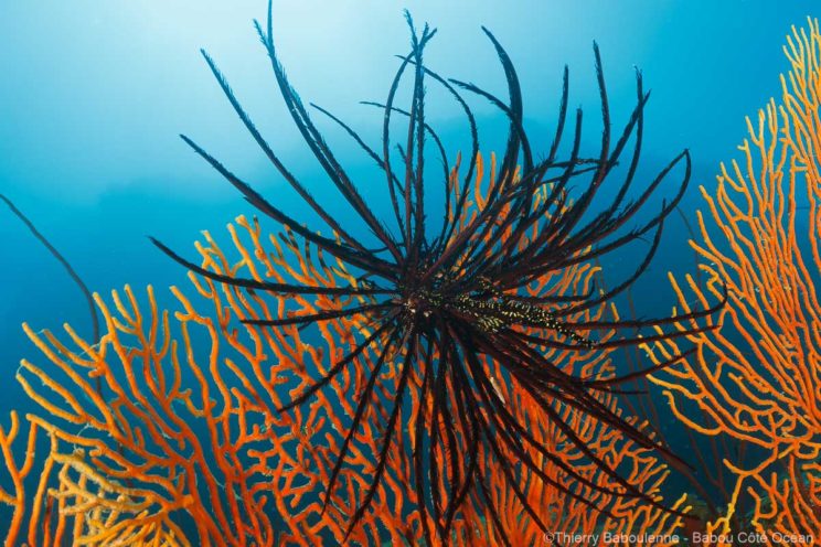 Cherchez le poisson fantôme bien caché dans cette comatule noire achrochée à une gorgone orange sur fond de mer bleue.