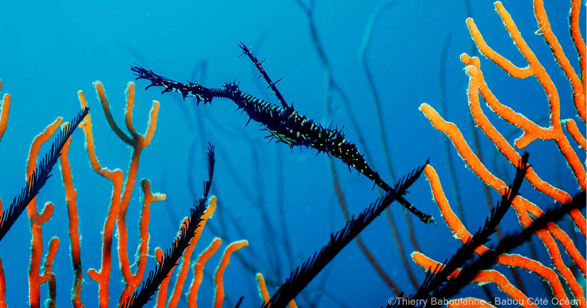 Poisson fantôme en gros plan nageant au dessus d'une gorgone orange.