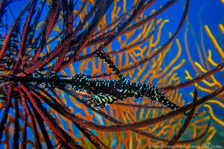 Gros plan d'un poisson fantôme qui se détache sur un fond de gorgone orange à Hienghène en Nouvelle-Calédonie.