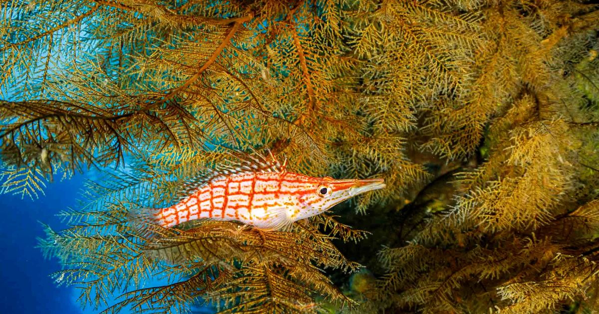 Poisson Faucon à long bec posé du une gorgone verte à Tidwan - Site de plongée de Hienghène en Nouvelle-Calédonie