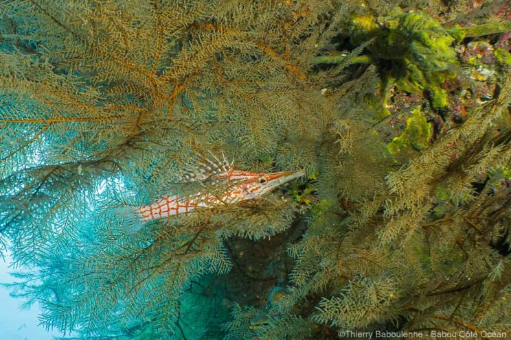 oxycirrhites typus camouflage gorgone plongée hienghene