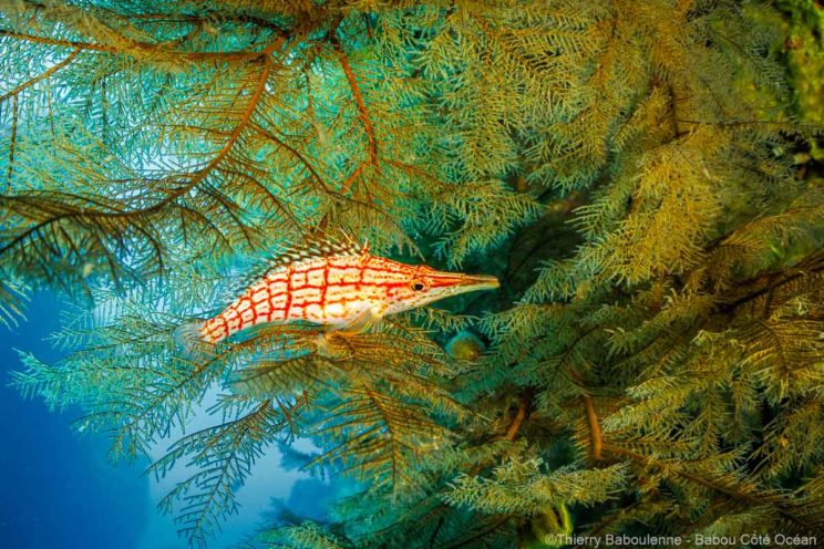 poisson faucon gorgone tidwan hienghene