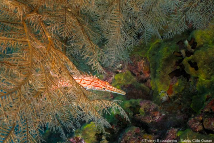 poisson faucon long nez hienghene nouvelle caledonie gorgone noire