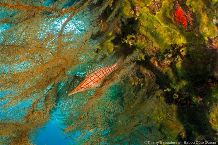 poisson faucon profil photographie sous marine nouvelle caledonie