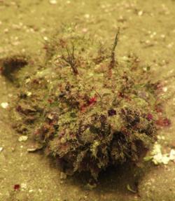 Synanceia verrucosa - Cliquer pour agrandir