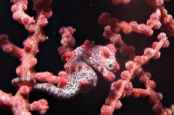 Hippocampe Pygmée