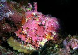 Synanceia verrucosa - Cliquer pour agrandir