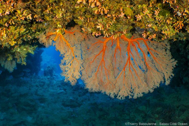 Gorgones dans les failles du récif à Hienghène Gorgone orange géante suspendue au plafond d'une faille du récif, site classé UNESCO en Nouvelle-Calédonie.