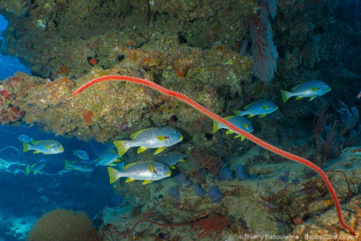Faune sous-marine et gorgone fouet rouge Banc de poissons rayés à nageoires jaunes nageant près d'une gorgone fouet rouge sur le récif de Hienghène.