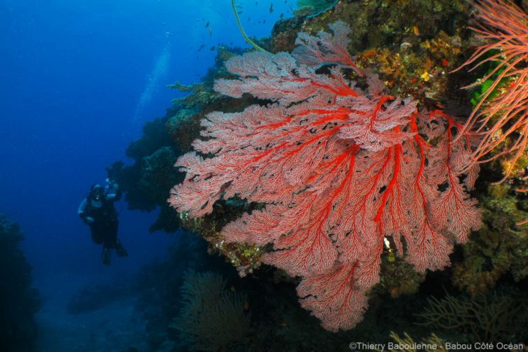 Immense gorgone rouge avec plongeur en arrière-plan Grande gorgone rouge et blanche fixée sur un tombant, avec la silhouette d'un plongeur en bouteille en arrière-plan dans l'eau bleue.