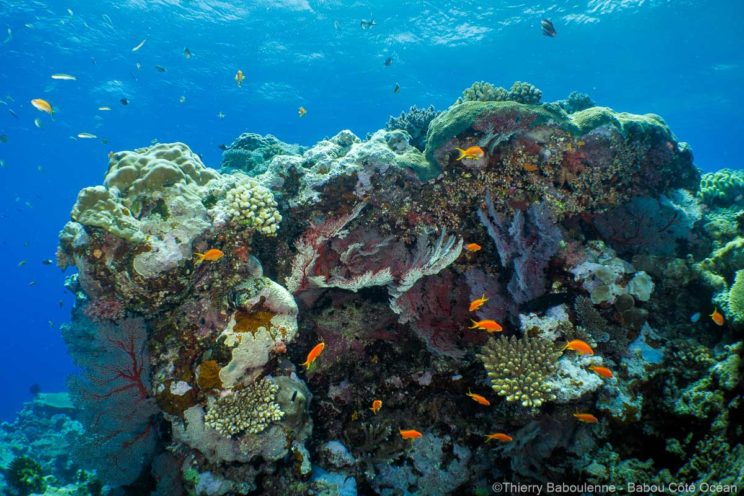 Bloc corallien peuplé de poissons Anthias orange Formation corallienne avec des coraux durs et mous, entourée d'un banc de petits poissons orange (Anthias) nageant en pleine eau.
