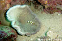 Crevette
