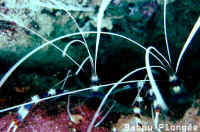 Crevettes
