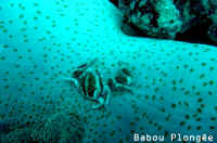 Crabe