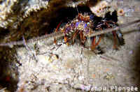 Langouste