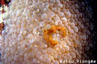 Crabe