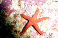 Etoile de mer