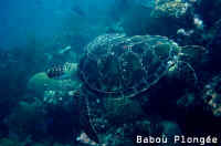 Tortue