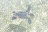 Bb tortue