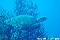 Tortue