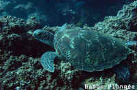 Tortue