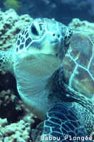 Tortue